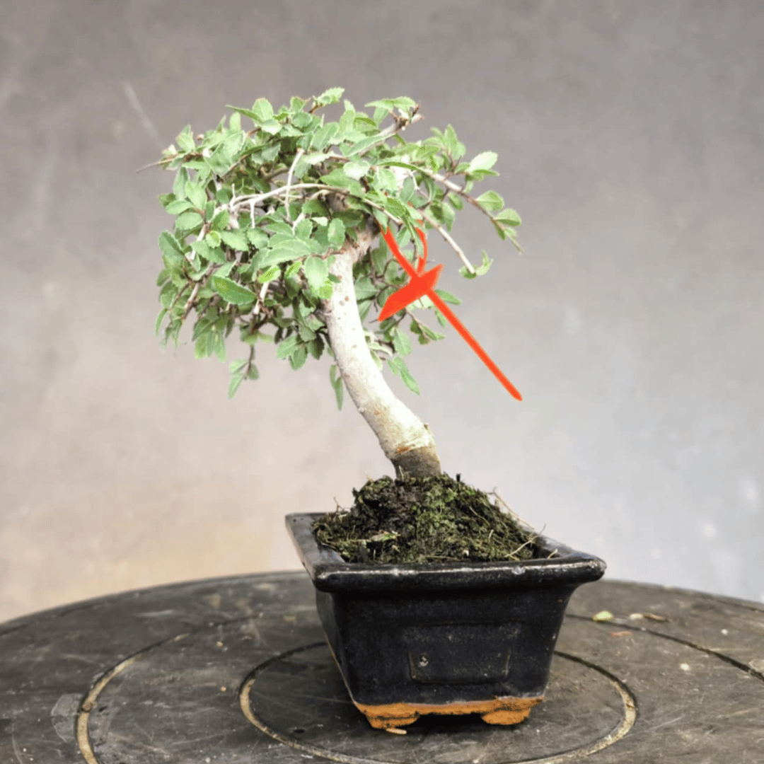Orme de Chine (Ulmus parvifolia)