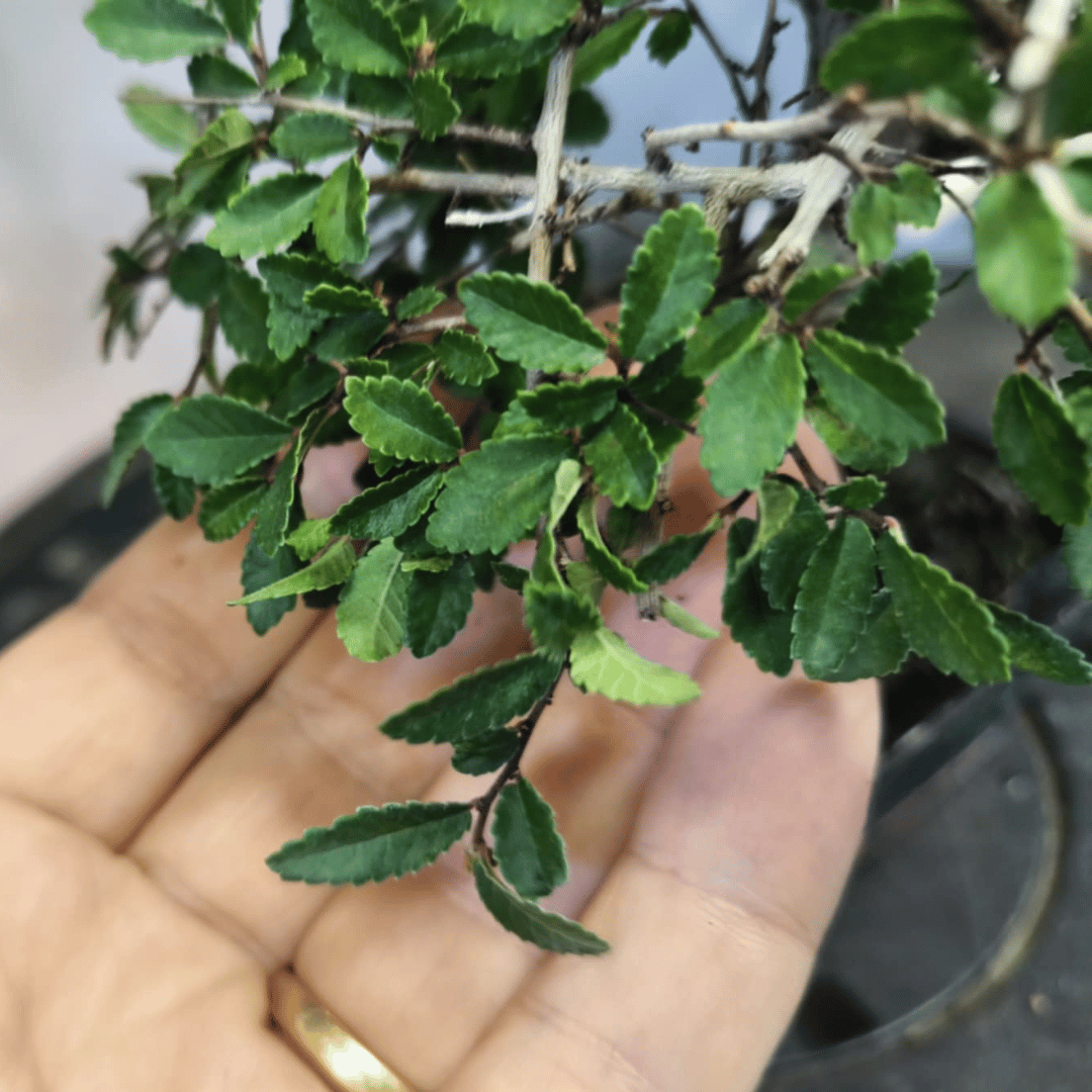 Orme de Chine (Ulmus parvifolia)