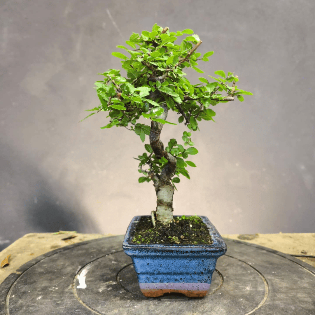 Ulmus parvifolia (Orme de Chine)