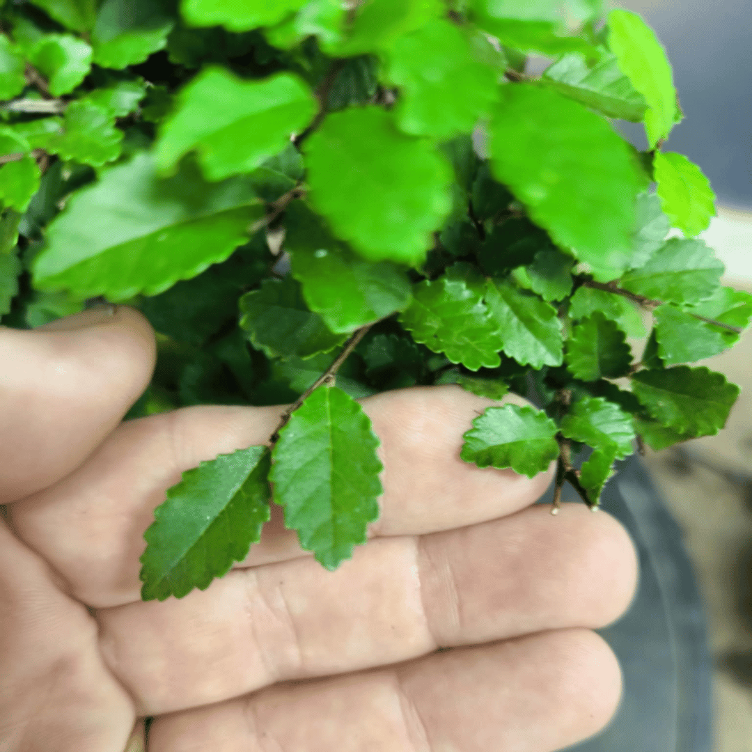 Ulmus parvifolia (Orme de Chine)