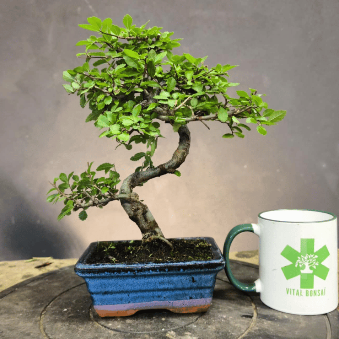 Ulmus parvifolia (Orme de Chine)