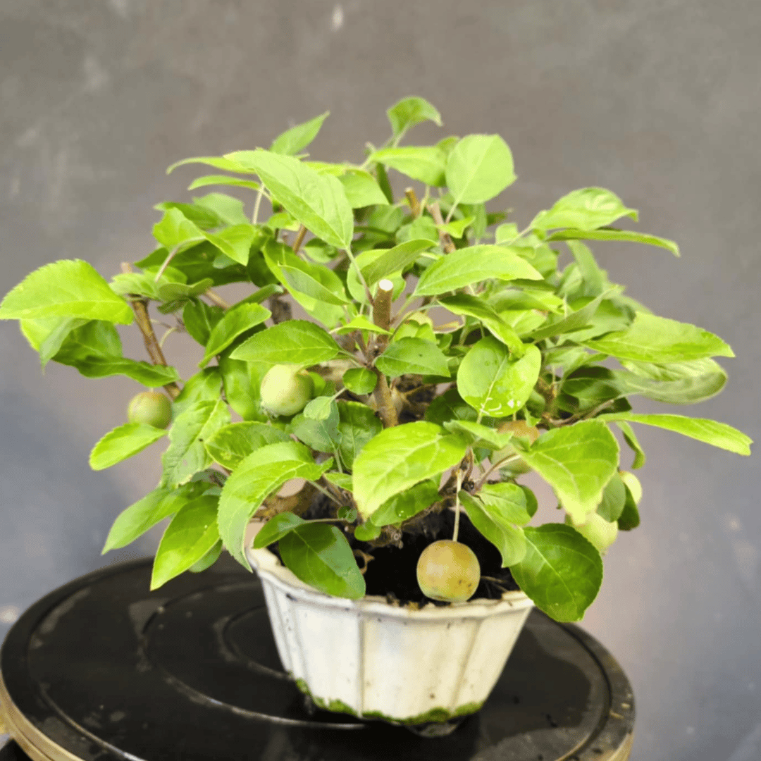Bonsai Pommier