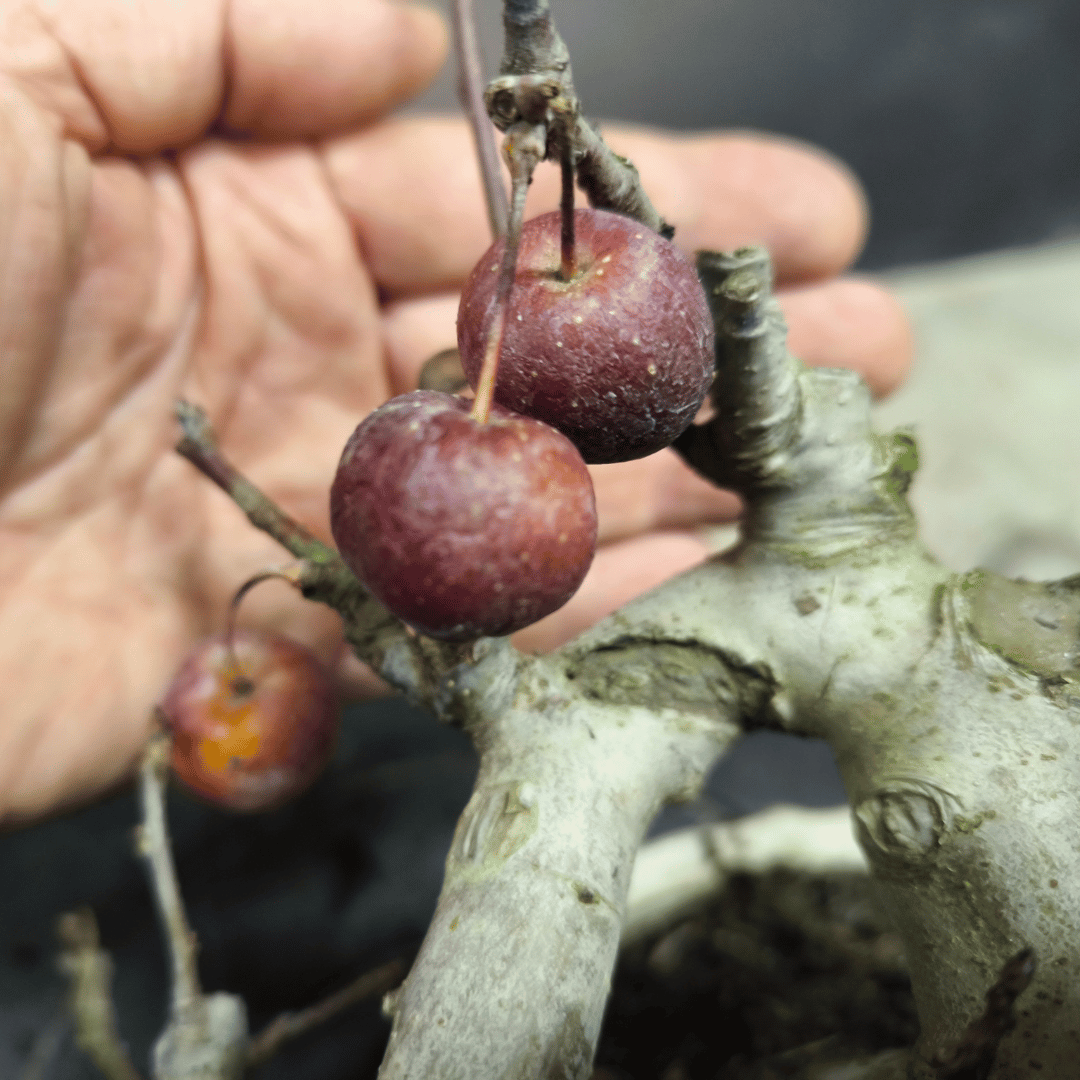 Bonsai Pommier