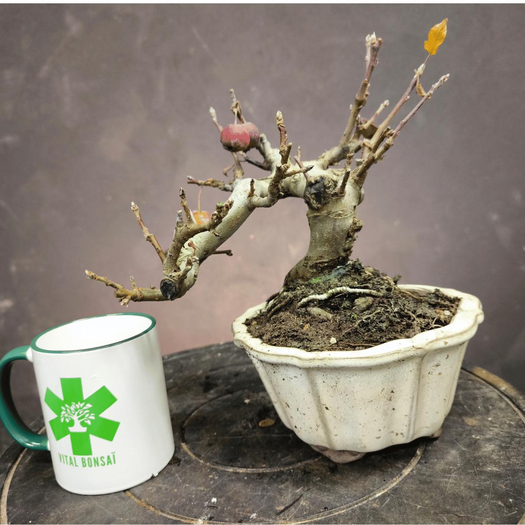 Bonsai Pommier