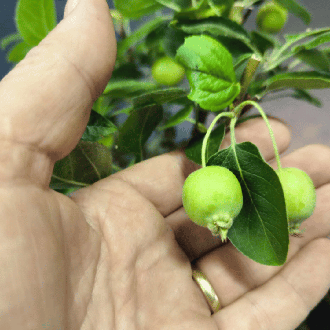 Bonsai Pommier