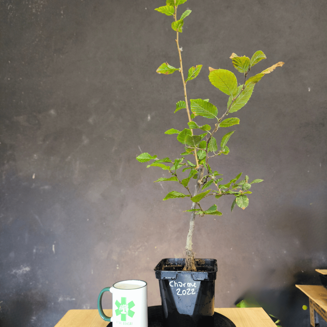 Plant Charme Commun