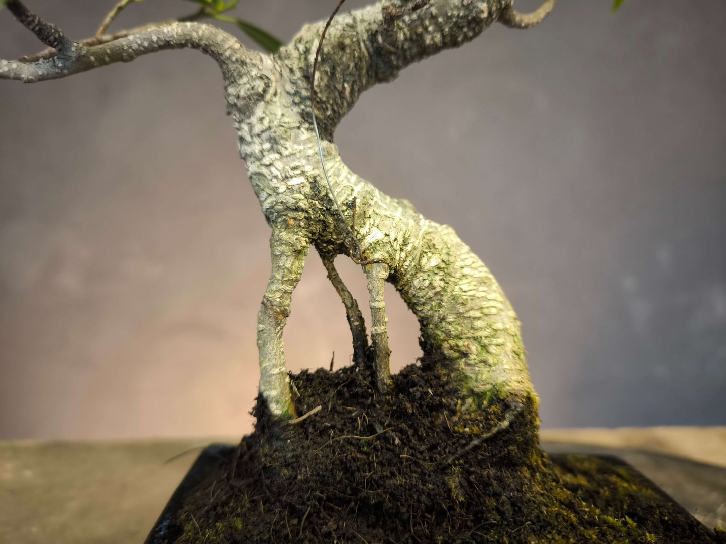 Pour DÉBUTER 2 Bonsai un Orme de Chine + un Ficus.