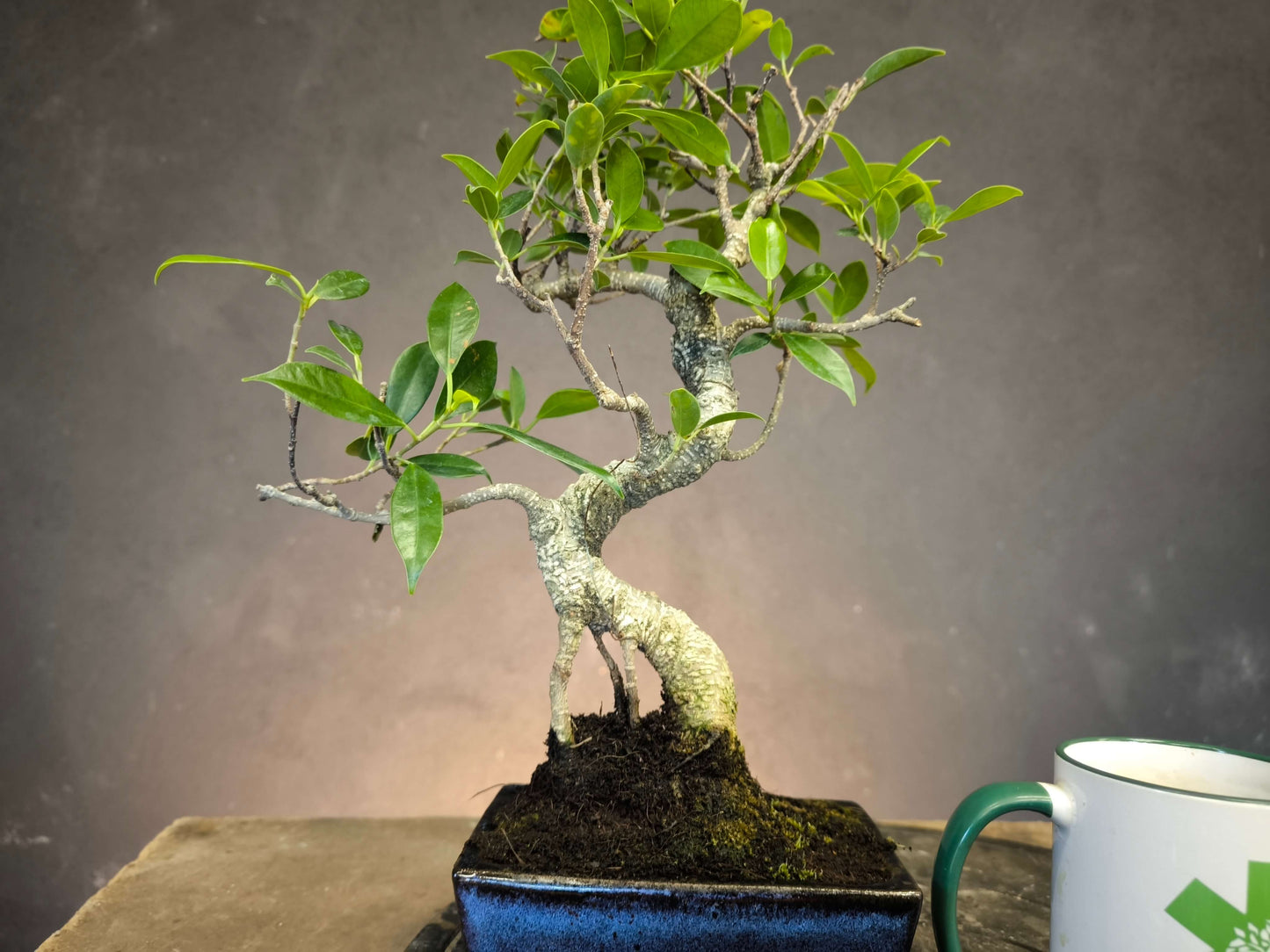 Pour DÉBUTER 2 Bonsai un Orme de Chine + un Ficus.