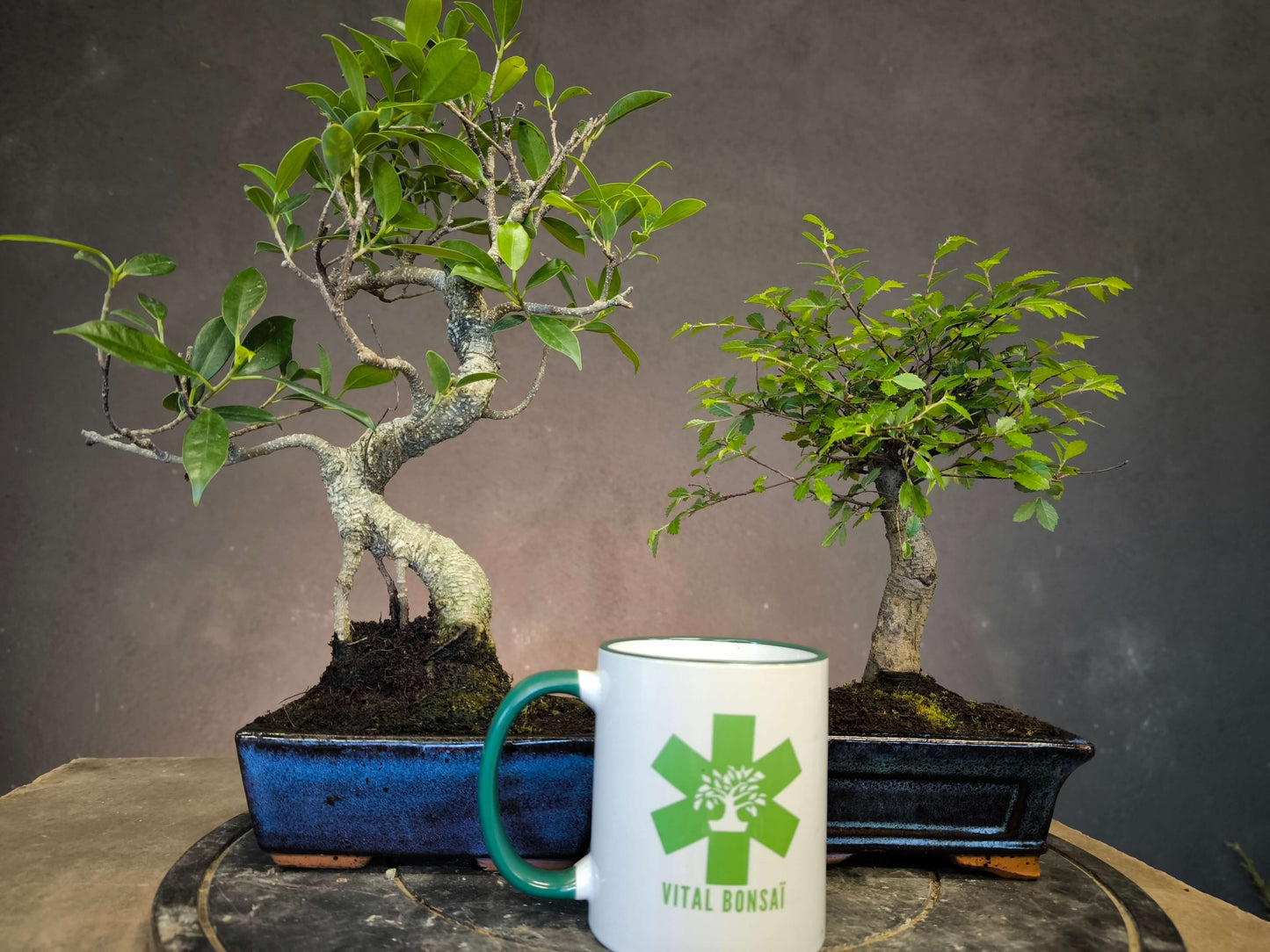 Pour DÉBUTER 2 Bonsai un Orme de Chine + un Ficus.