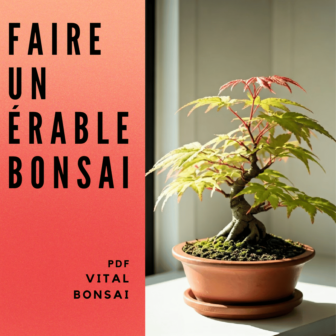 Faire un ÉRABLE BONSAÏ (Formation PDF)