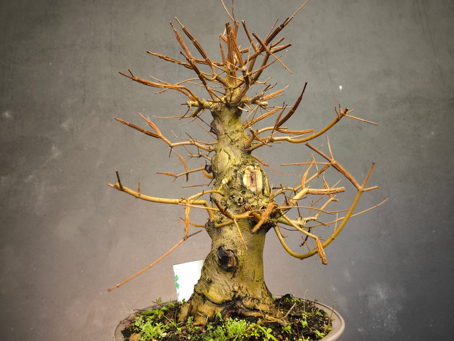 Érable Champêtre (Acer campestre)