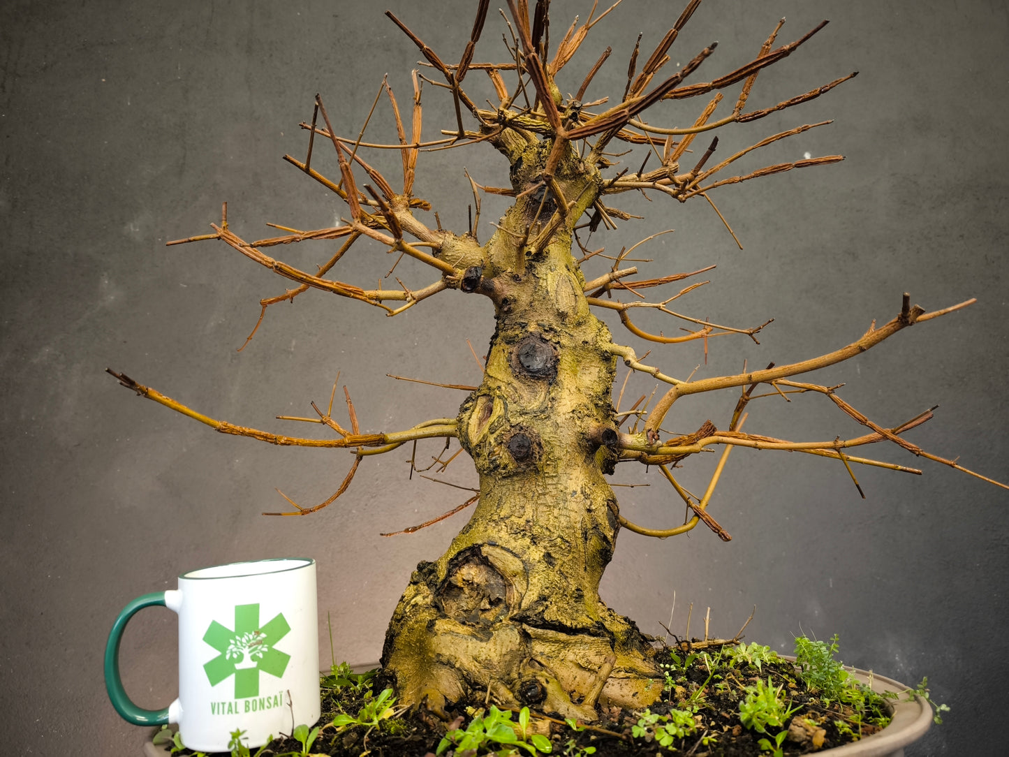 érable champêtre produit en France dans la pepiniere vital bonsai prébonsai avec une grosse base et début de charpentière