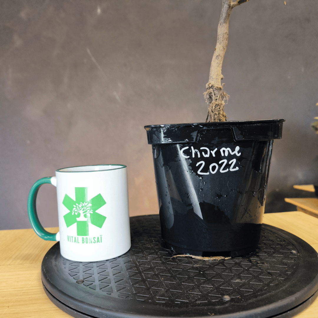 Plant Charme Commun