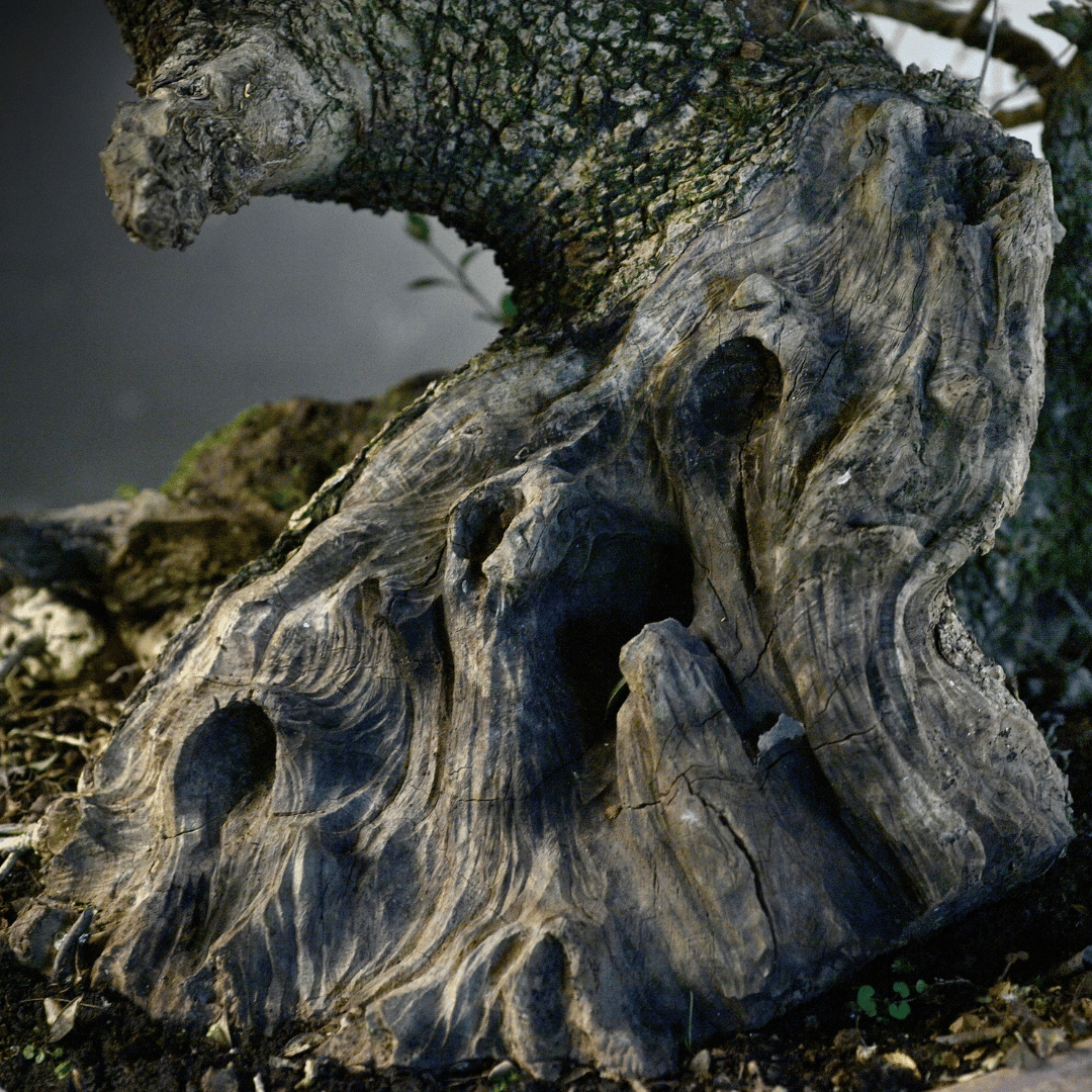 Gros Olivier Yamadori