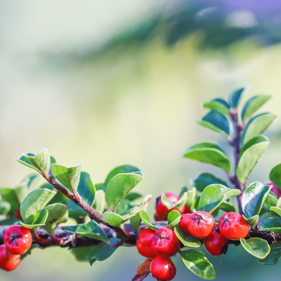 Plant Cotoneaster horizontalis