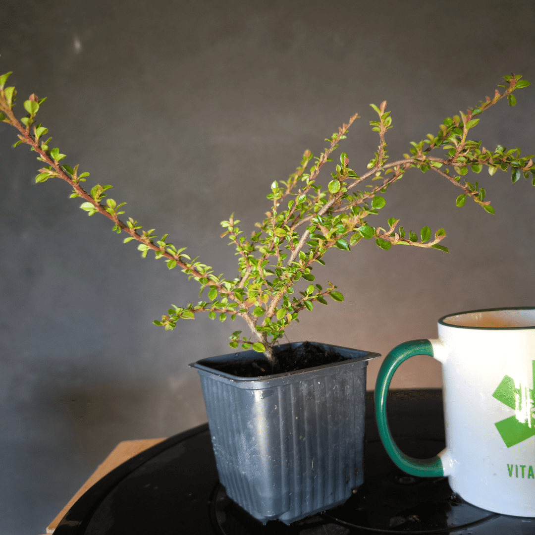 Plant Cotoneaster horizontalis