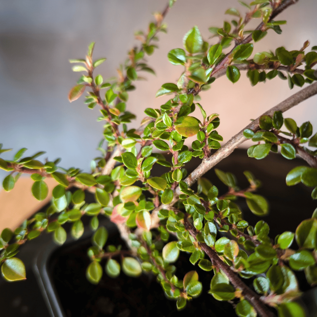 Plant Cotoneaster horizontalis