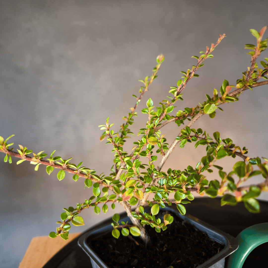 Plant Cotoneaster horizontalis