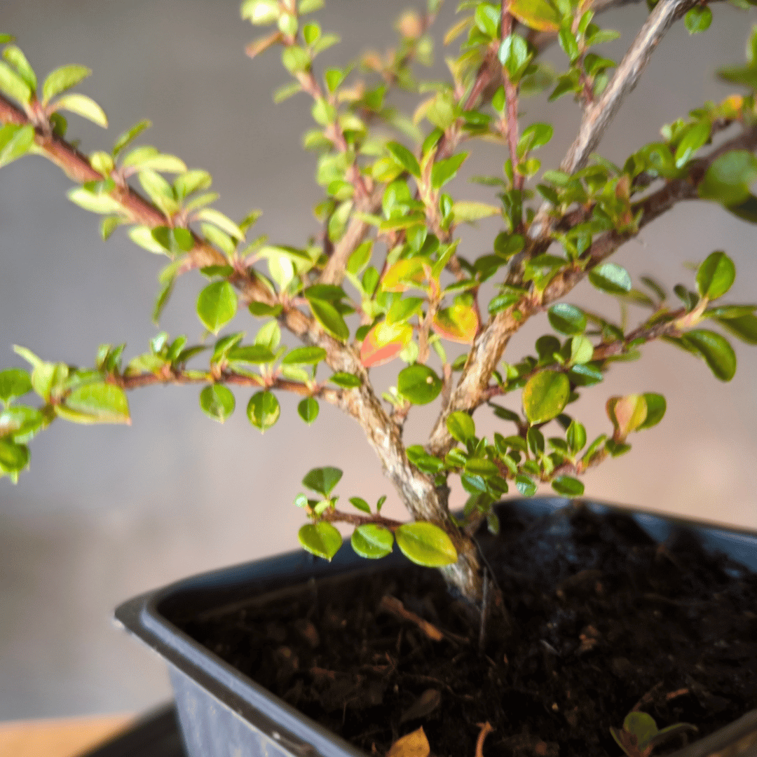 Plant Cotoneaster horizontalis