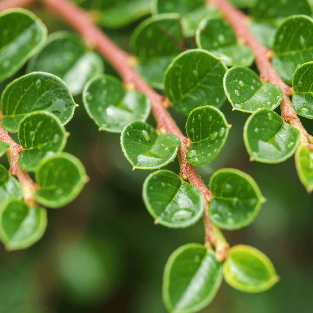 Plant Cotoneaster horizontalis