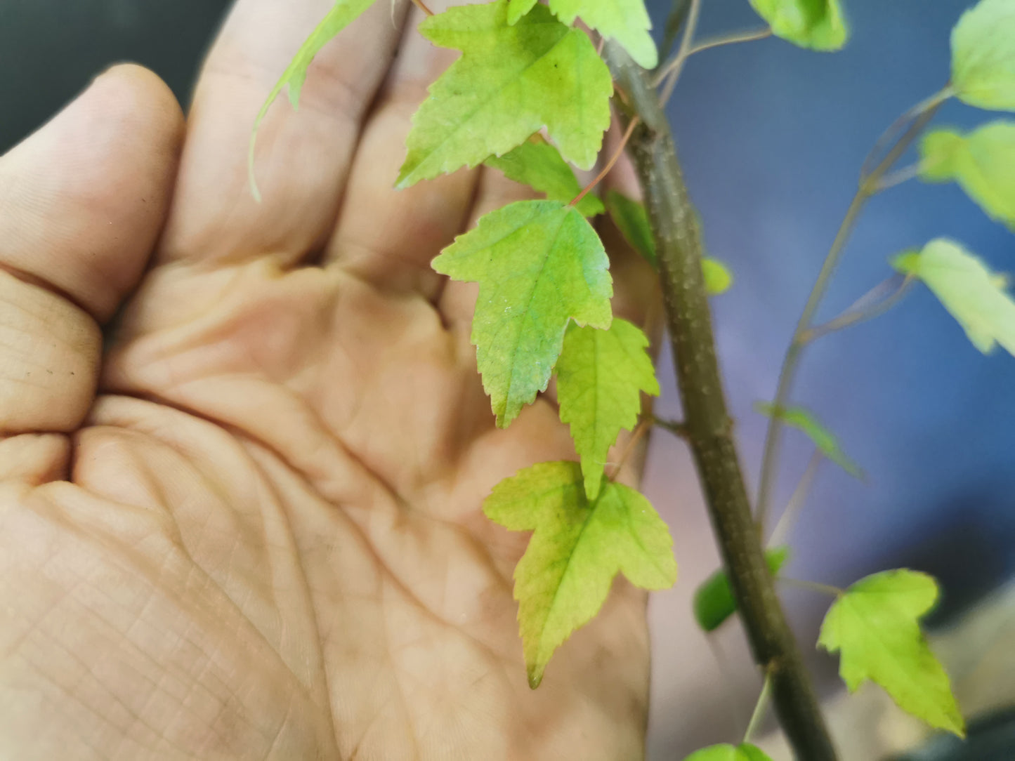 Plants d'érable Buerger