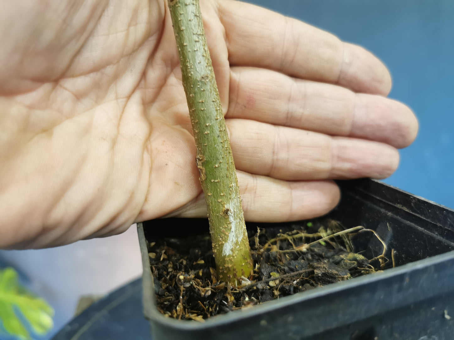 Plants d'érable Buerger
