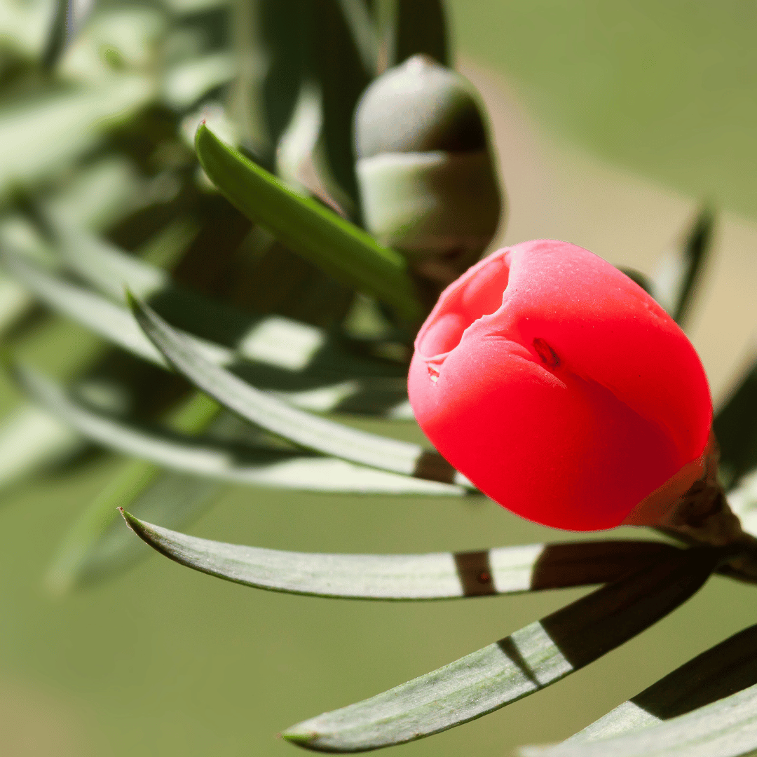 Plants de Taxus - if