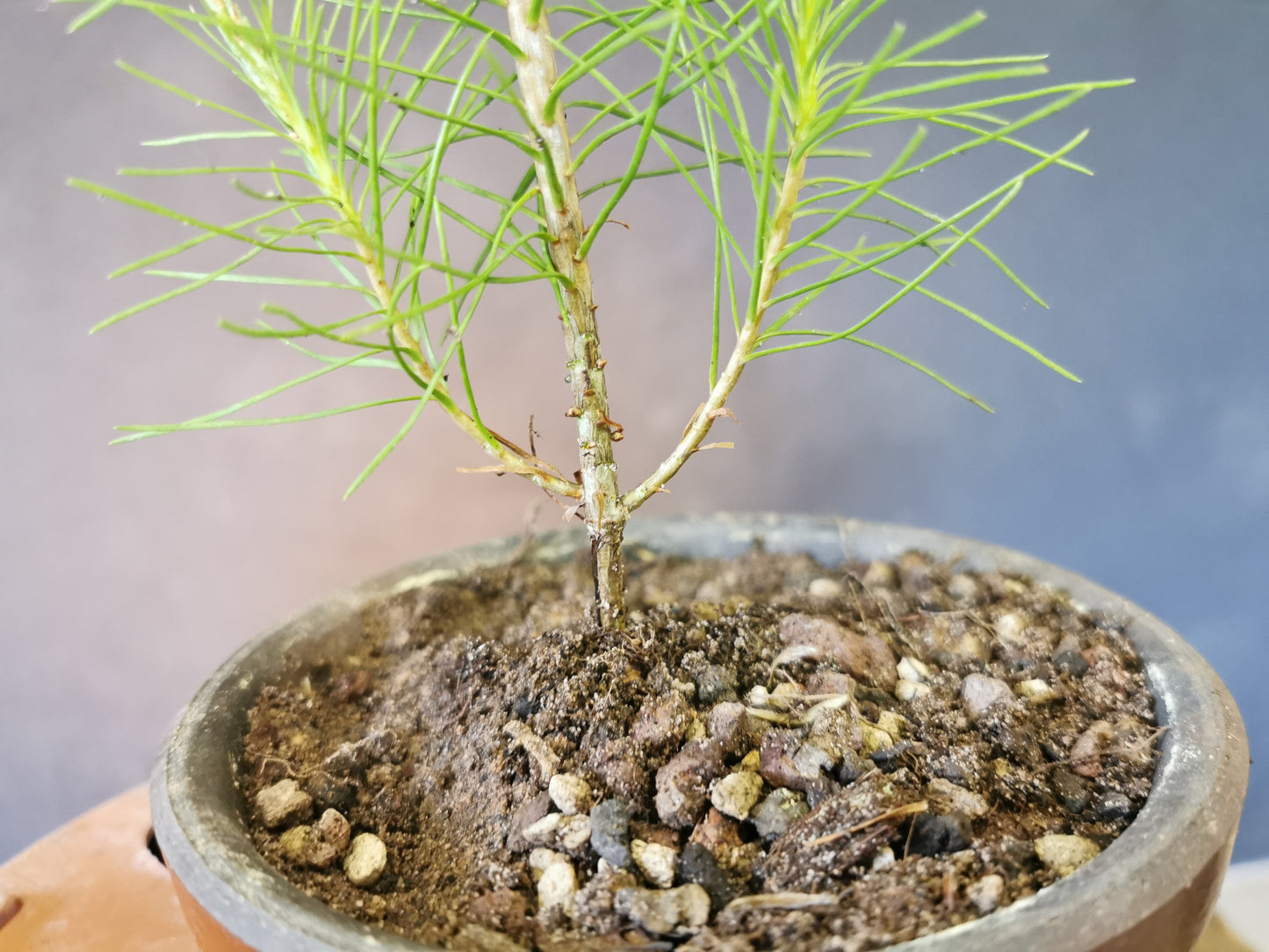 Plant de Pin Sylvestre