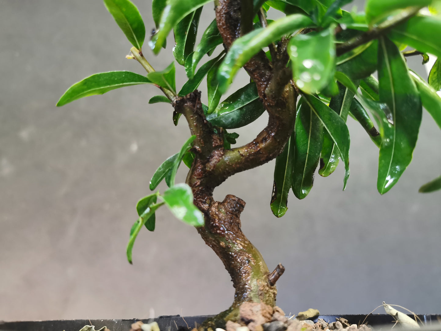 Grenadier Nejikan Bonsai