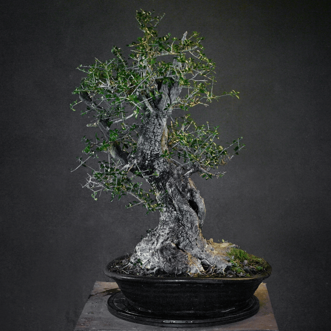 bonsai olivier Yamadori – Shop VITAL BONSAI