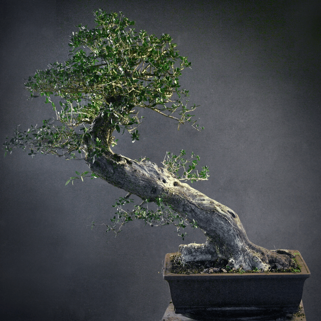 Olivier Yamadori Gros Lettré