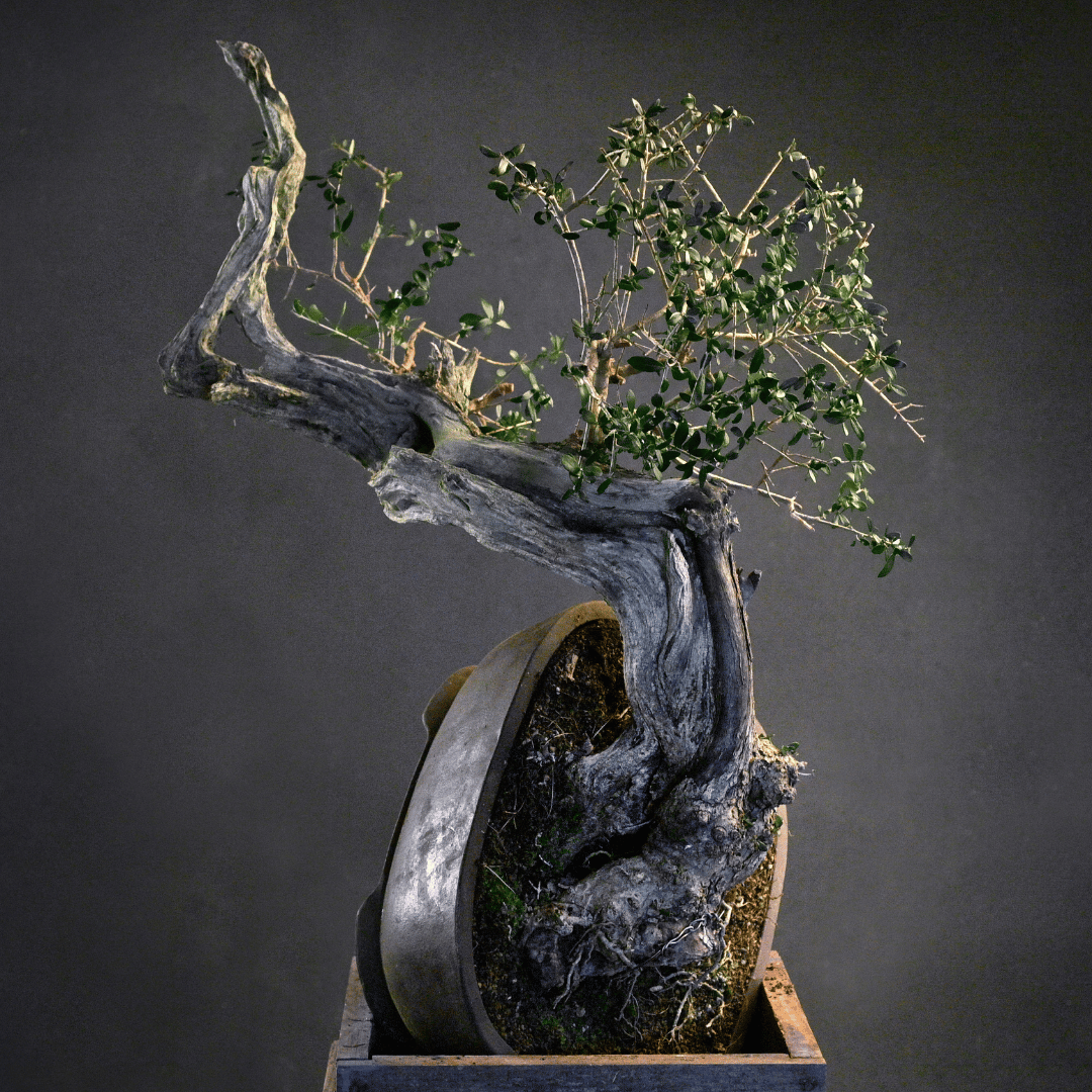 Olivier cascade YamadorI