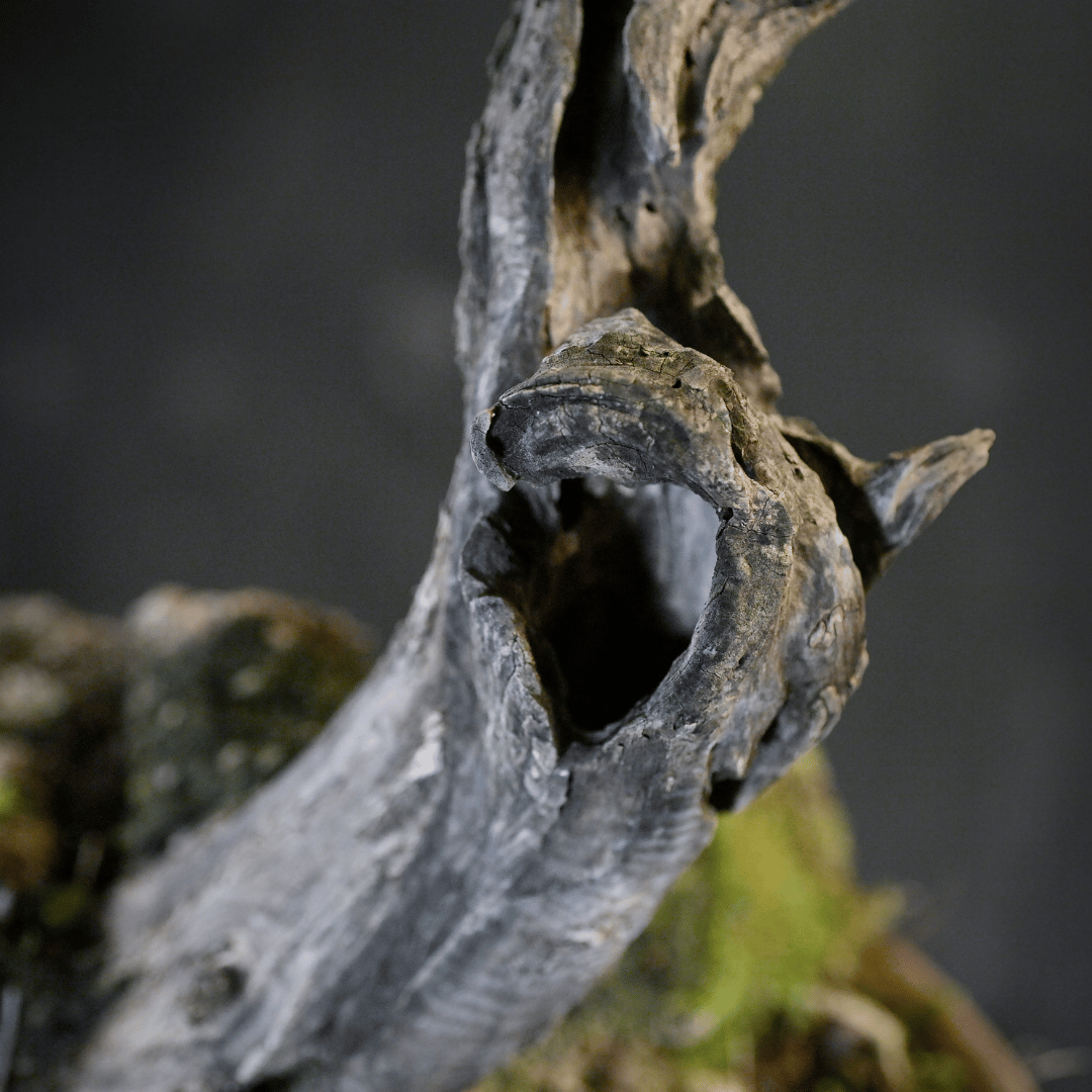 Olivier Yamadori Tenjin