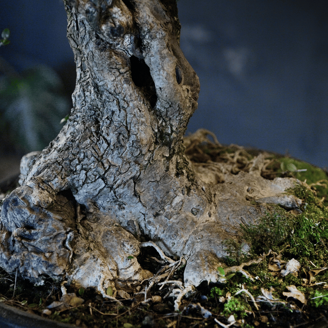 Bonsai Olivier YamadorI