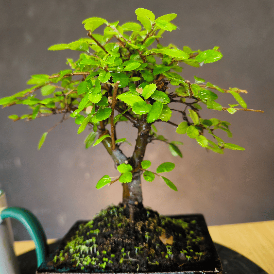 Ulmus parvifolia (Orme de Chine)