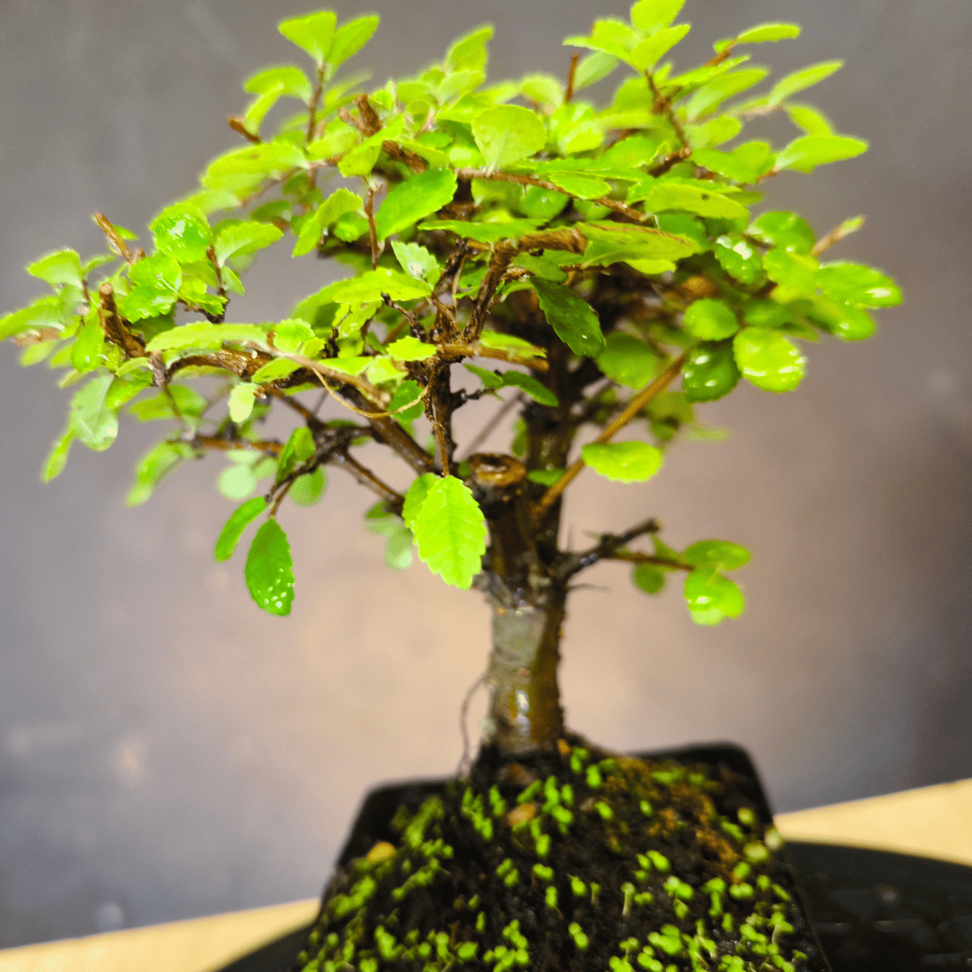 Ulmus parvifolia (Orme de Chine)