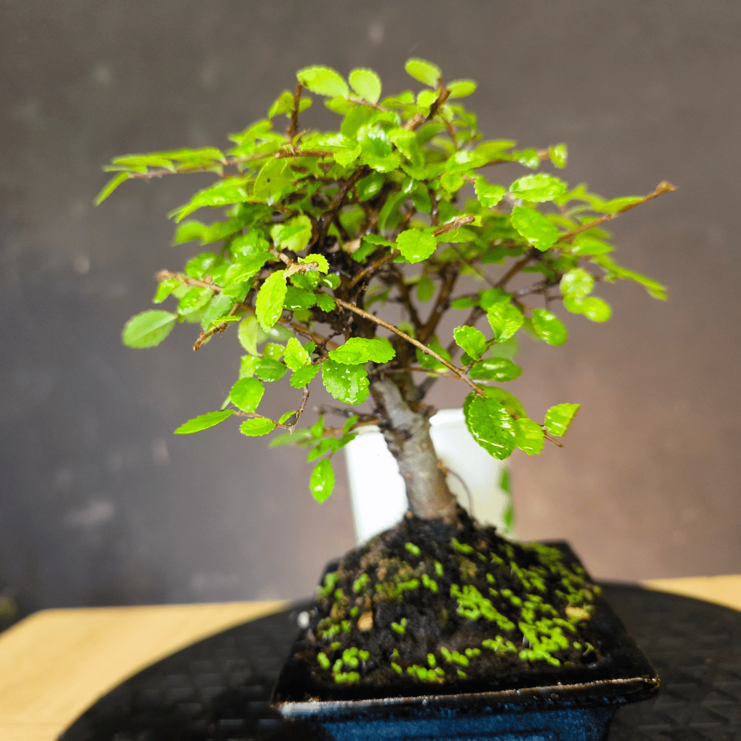 Ulmus parvifolia (Orme de Chine)
