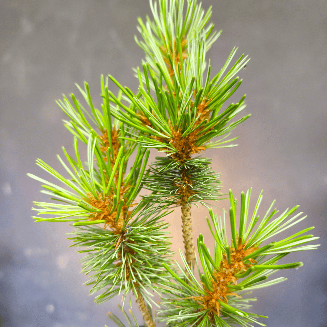 Plant de Pin blanc japonnais (pinus parviflora Negishi)