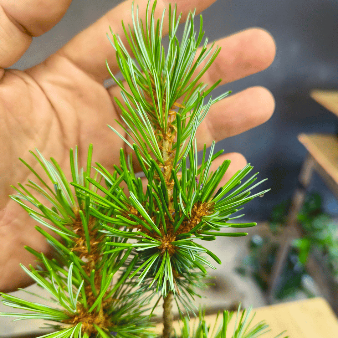 Plant de Pin blanc japonnais (pinus parviflora Negishi)