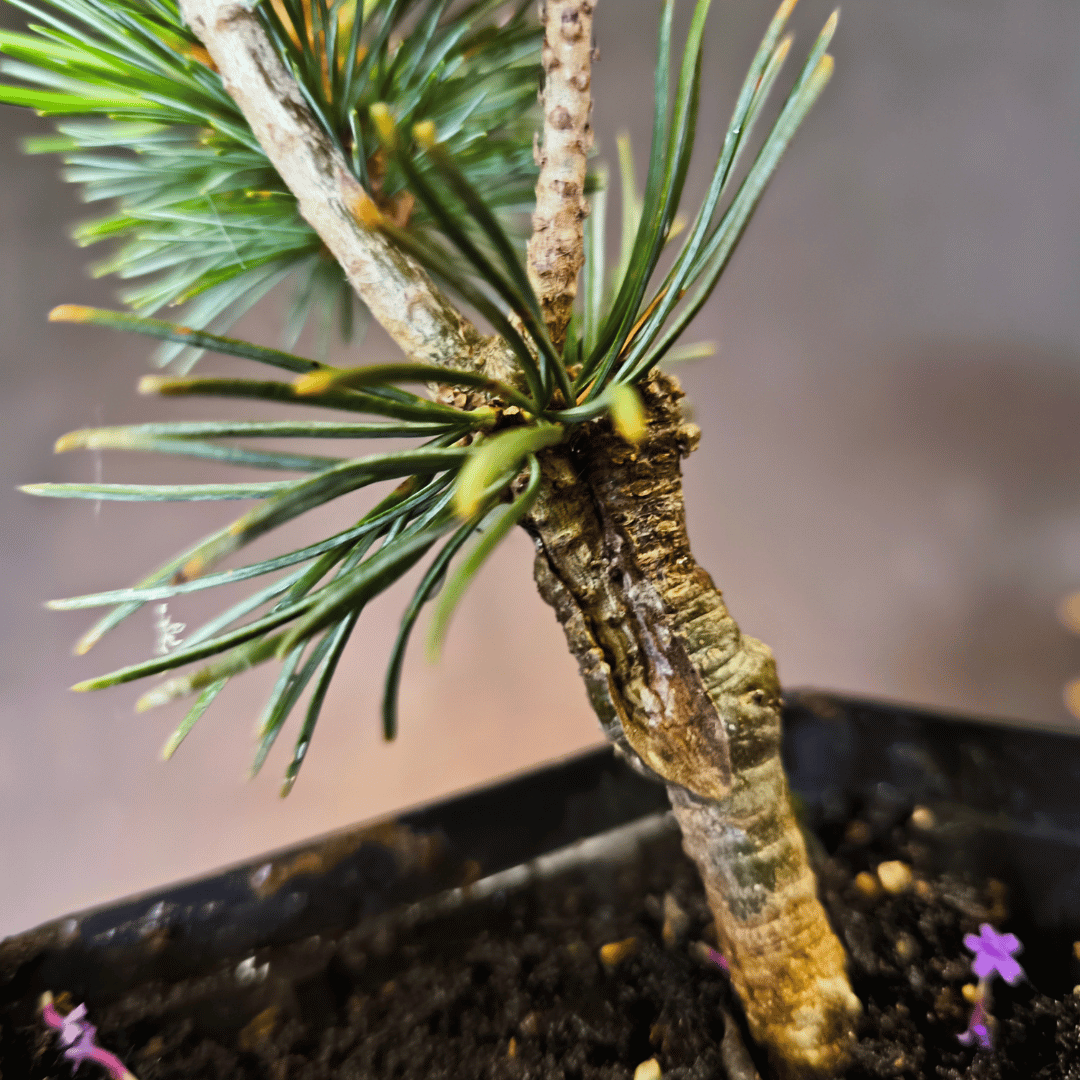 Plant de Pin blanc japonnais (pinus parviflora Negishi)