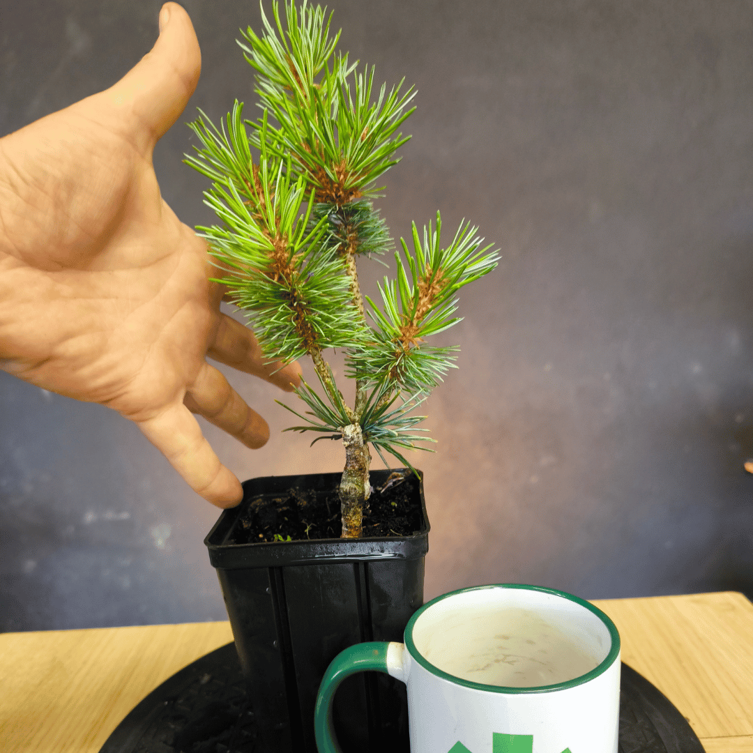 Plant de Pin blanc japonnais (pinus parviflora Negishi)