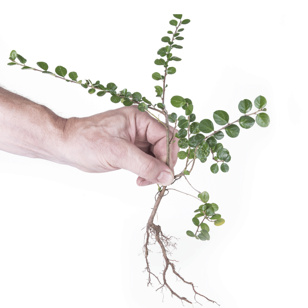 Plant Cotoneaster horizontalis