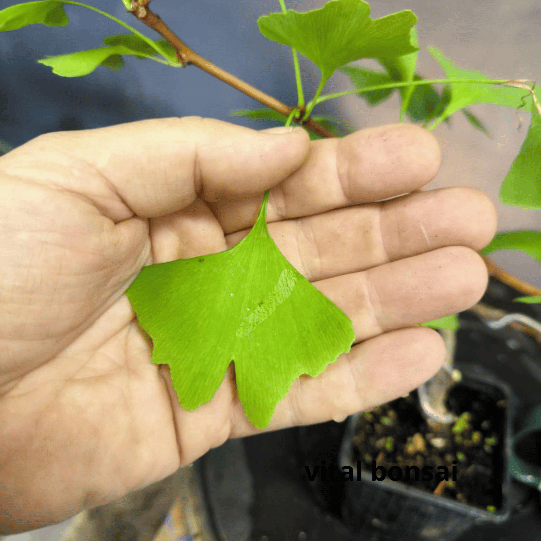 Plant GINKGO biloba