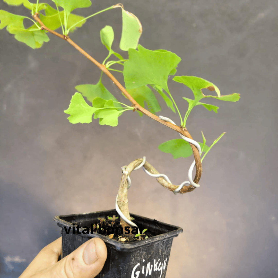 Plant GINKGO biloba