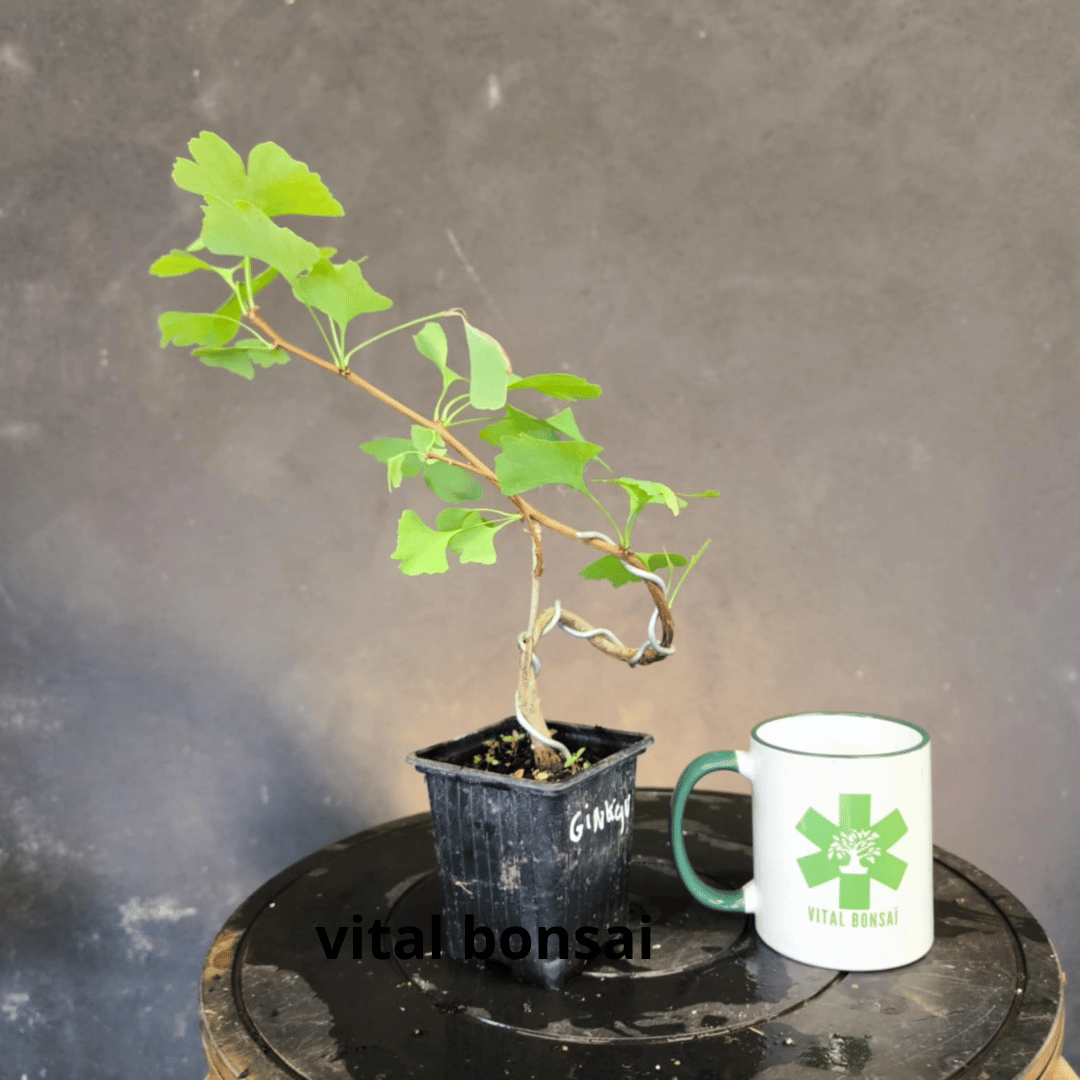 Plant GINKGO biloba