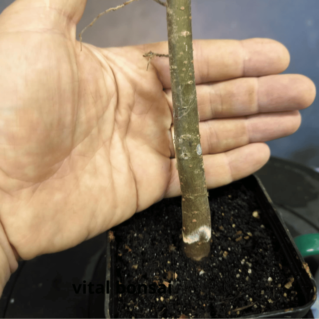 Plant zelkova