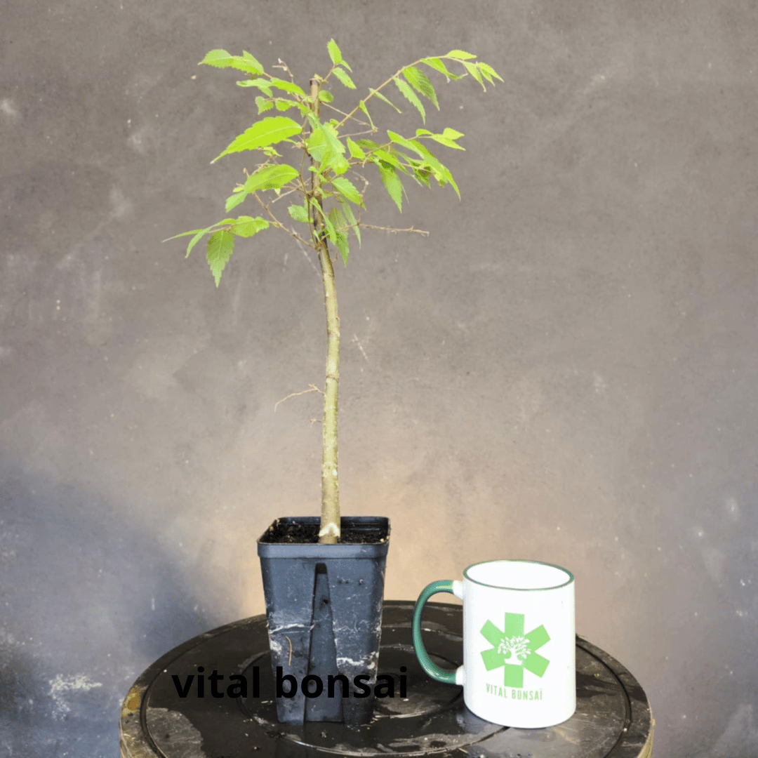 Plant zelkova