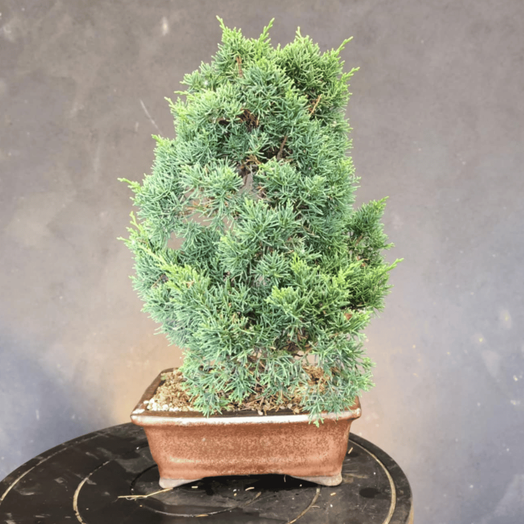 Juniperus Chinensis pré-bonsaï