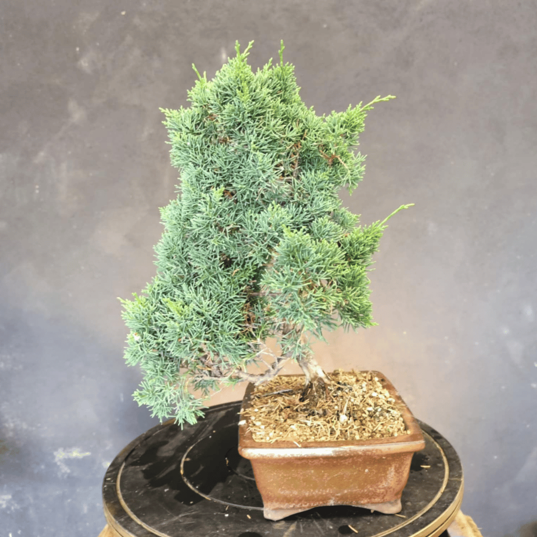 Juniperus Chinensis pré-bonsaï