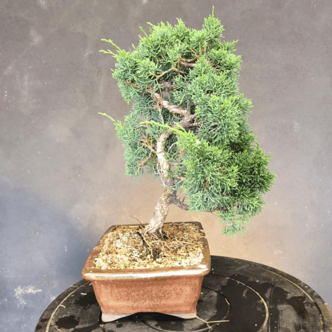 Juniperus Chinensis pré-bonsaï